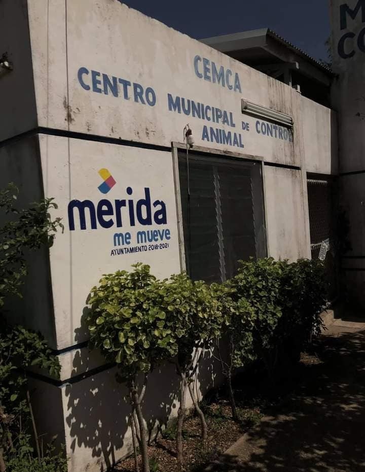 Acusan a director de Control Animal de matar a perros y gatos en Mérida