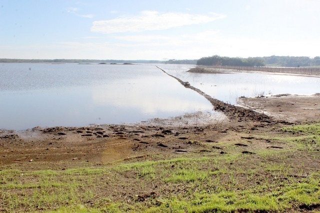 Inundaciones siniestran cultivos de arroz en Hopelchén