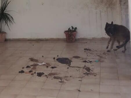 Abandonan a un perrito en una casa del fraccionamiento Yucalpetén de Mérida
