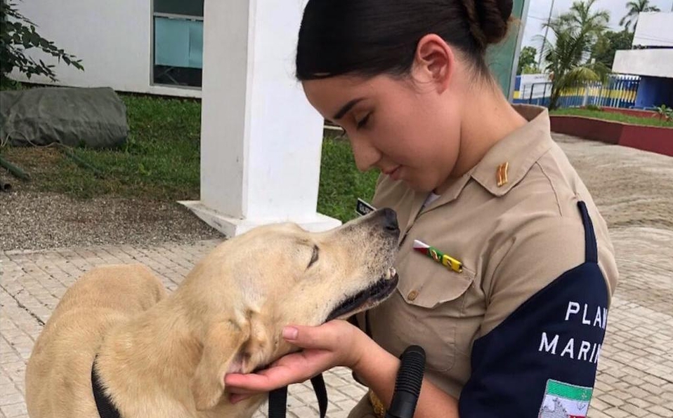 Marina adopta a perrito rescatado en inundación de Tabasco; le están buscando nombre