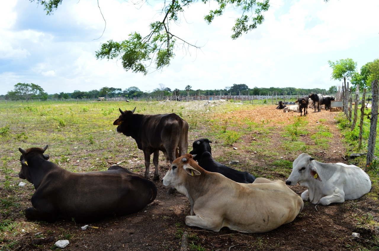 Crisis para el sector ganadero en Quintana Roo; no hay apoyos por parte de las autoridades