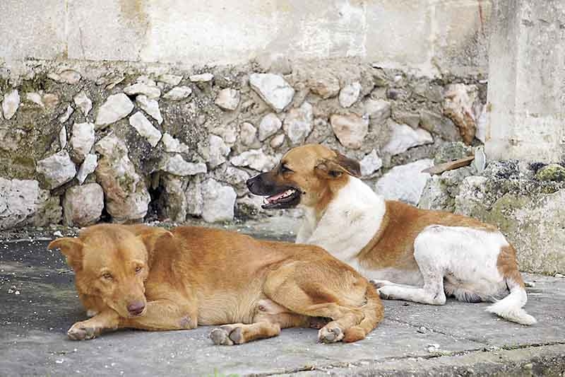 ¿Cómo proteger a tu mascota de la pirotecnia en Yucatán esta Navidad?