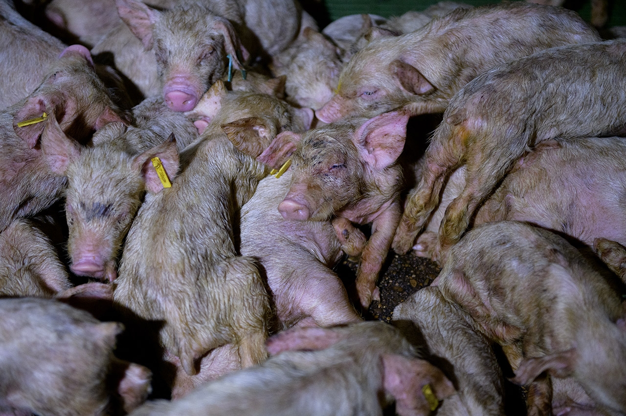 Difunden imágenes de la cruel matanza de cerdos en España