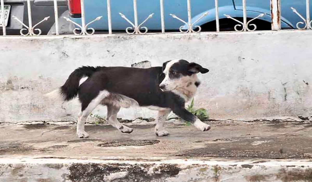 Investigan atentado contra la dueña del perro que fue abusado en Tekax