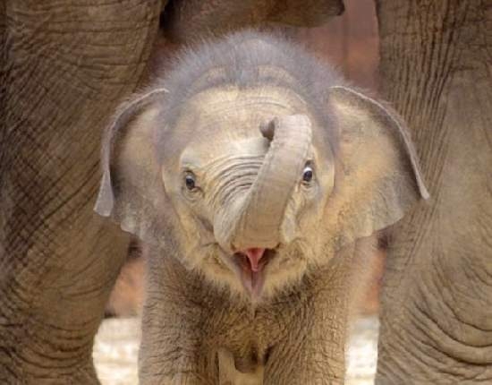 Elefante bebé de Tailandia se hace viral por 'esconderse' detrás de un poste (Foto)