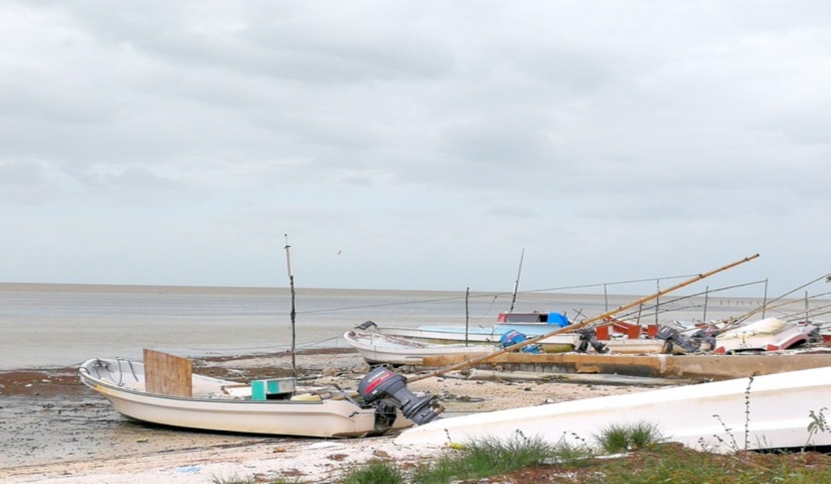 Pescadores de Campeche capturaron hasta 10 kilos de pulpo en el primer día de la temporada 2023