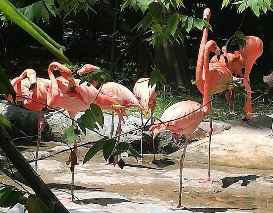 Cuatro lugares de Yucatán para ver Flamencos rosas y disfrutar del fin de semana