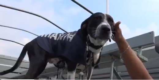 ¡Otro peludo! Rescatan perrito en las inundaciones de Tabasco (Video)