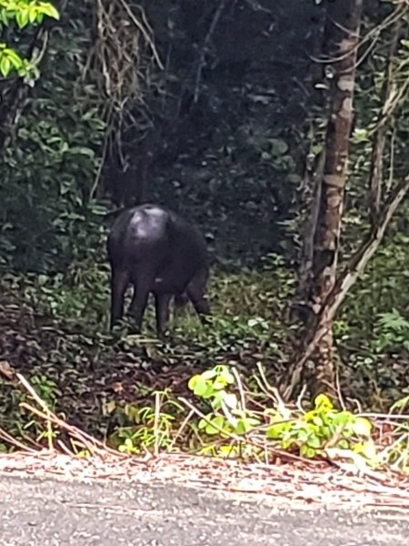 Tapir aparece sobre la carretera Cafetal-Mahahual en Quintana Roo