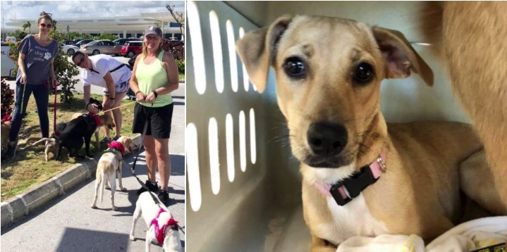 Canadienses adoptan a 6 perros en situación de calle de Quintana Roo