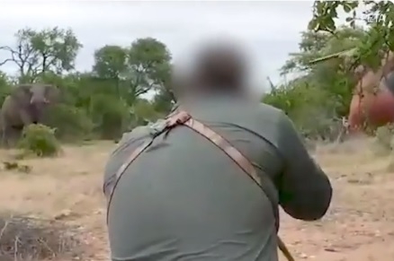 Cazadores matan a elefante por un trofeo en Sudáfrica (Video)