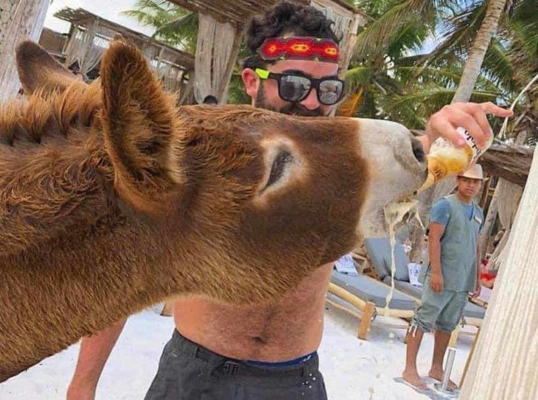 Ambientalista rescataría a burro maltratado en hotel de Quintana Roo