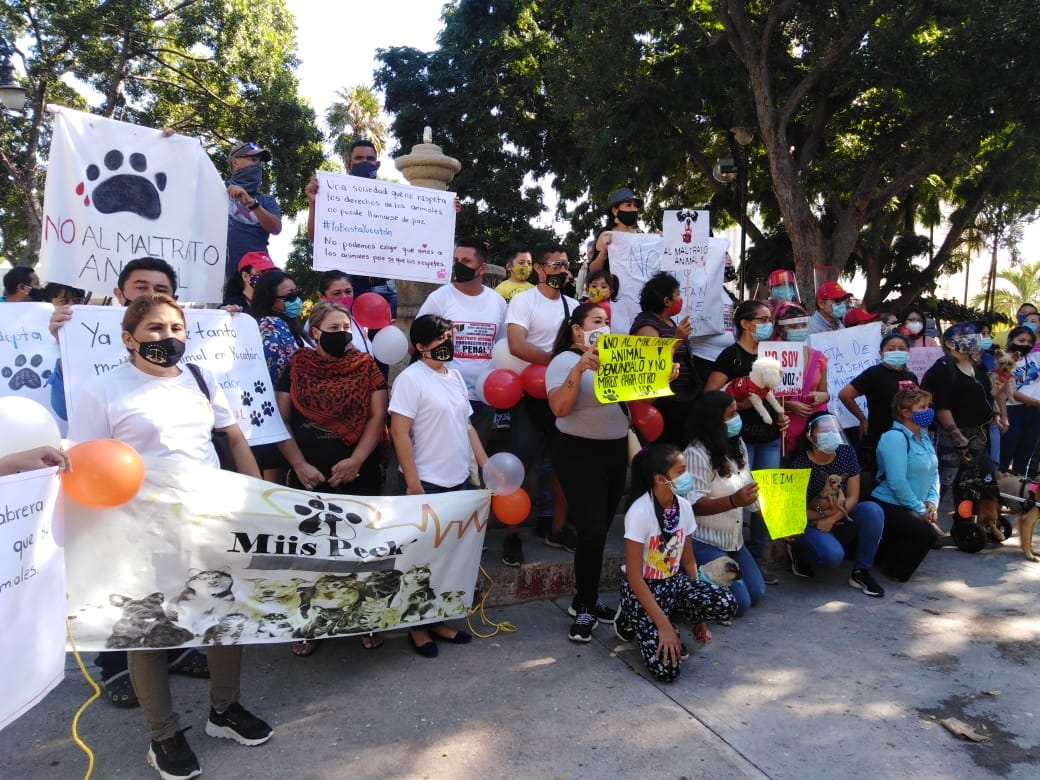 Exigen justicia y acción legal contra maltratadores de animales y zoofílicos, en Mérida (Video)