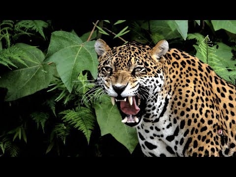Jaguar, el gran felino de la Península de Yucatán: INFOGRAFÍA