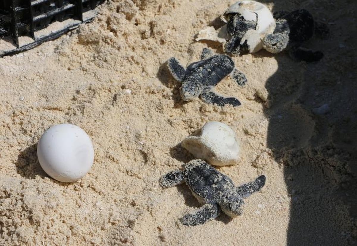 Agrupación ambientalista registró 120 nidos de tortugas carey y liberó un promedio de 14 mil crías. Foto: Fernando Kantún