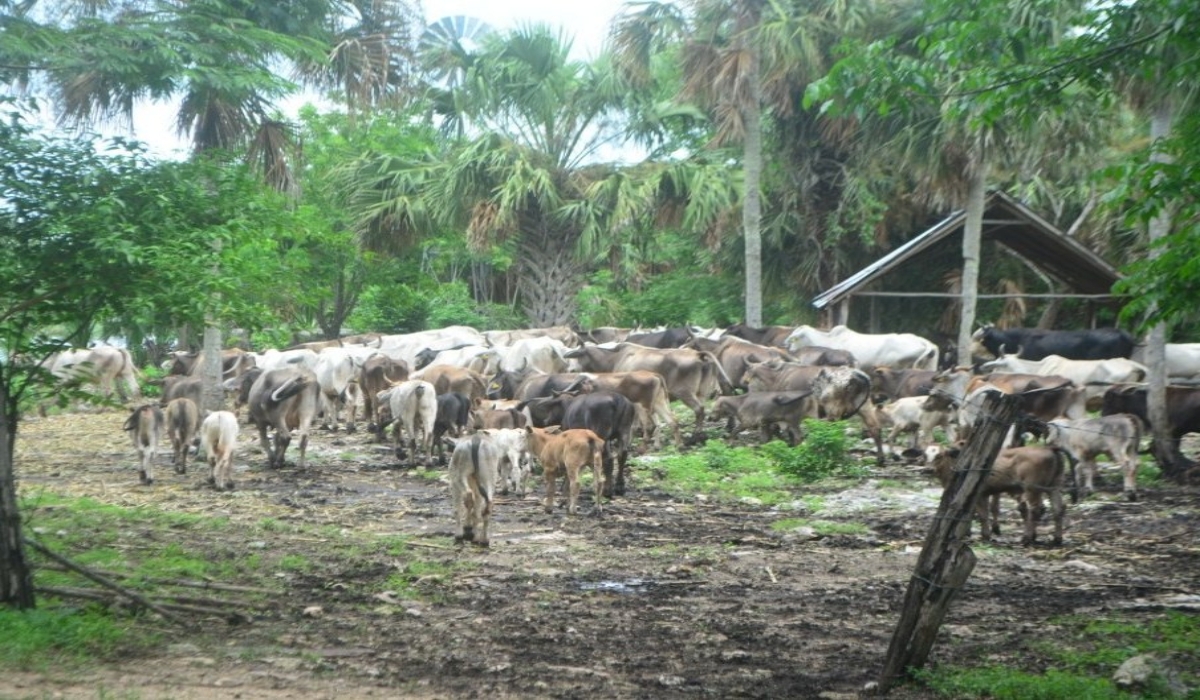 Señalan que les prometieron apoyos para alimentar al ganado, pero no fueron entregados. Foto: Lusio Kauil.
