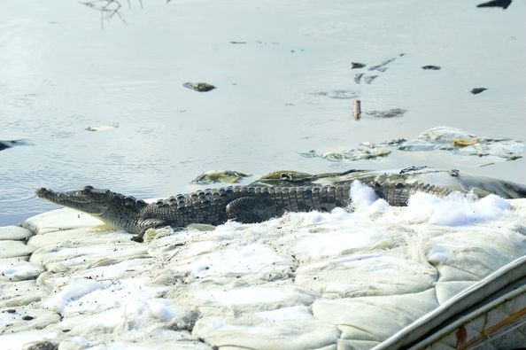 Se agrava contaminación en Holbox: cocodrilo es captado arriba de un colchón
