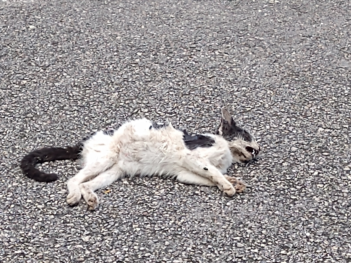 Envenenamiento de perros y gatos continúa en Tizimín