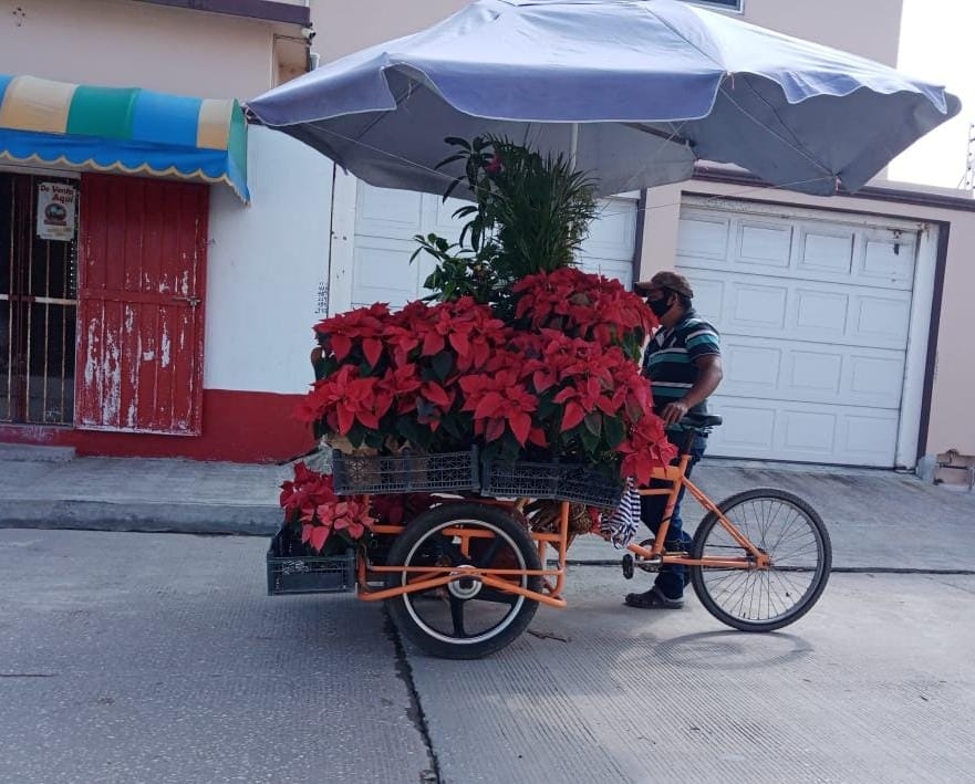 Cae la venta de flor de Nochebuena en Ciudad del Carmen