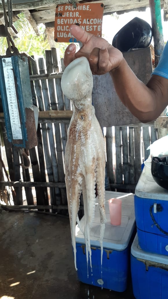Pescadores afectados por terminar el periodo de captura de pulpo en Campeche