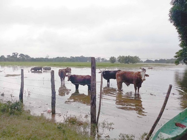 En riesgo el 30% del ganado en Palizada por inundaciones