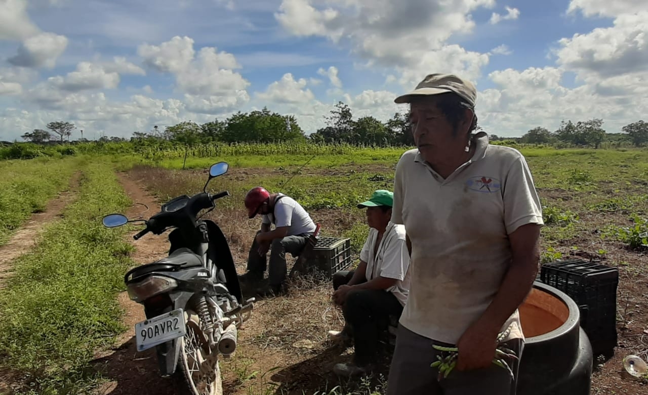 Productor de Kantunilkin busca reactivar cosecha de papaya maradol