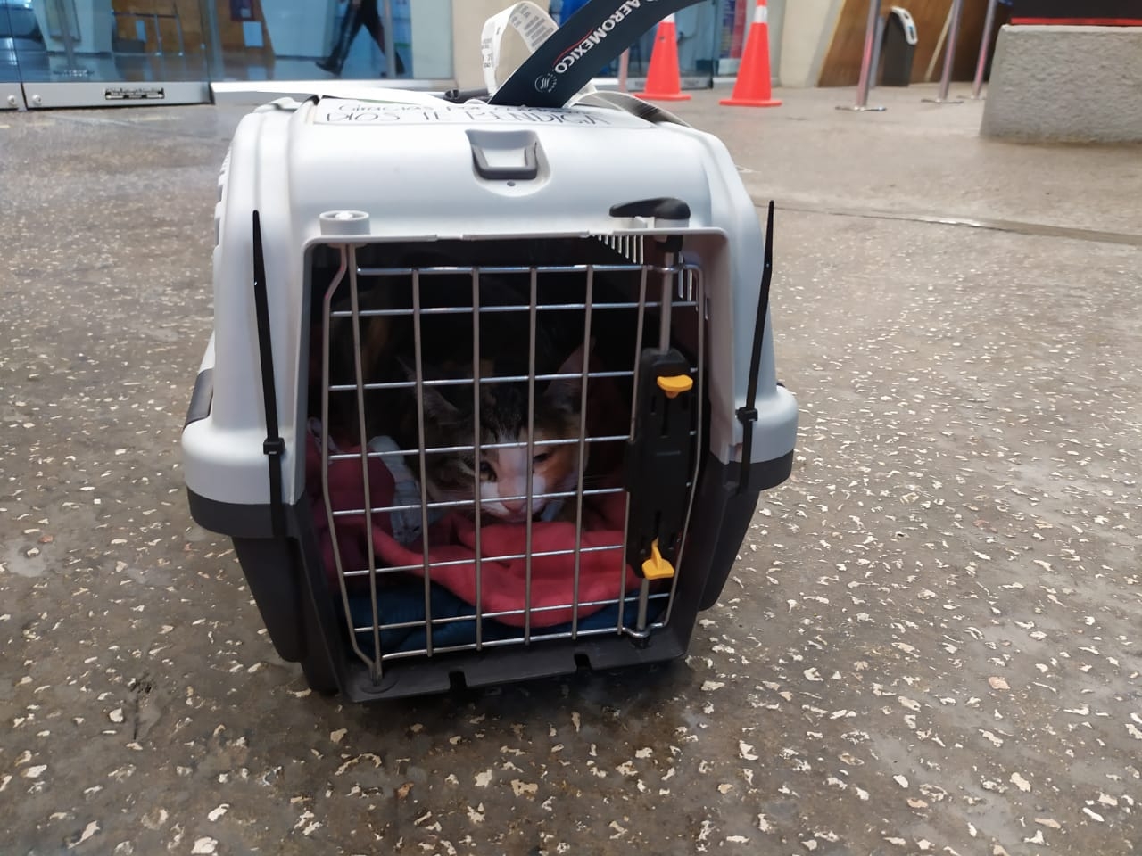 Mascotas viajan en el maletero del avión por más de ocho horas en Ciudad del Carmen