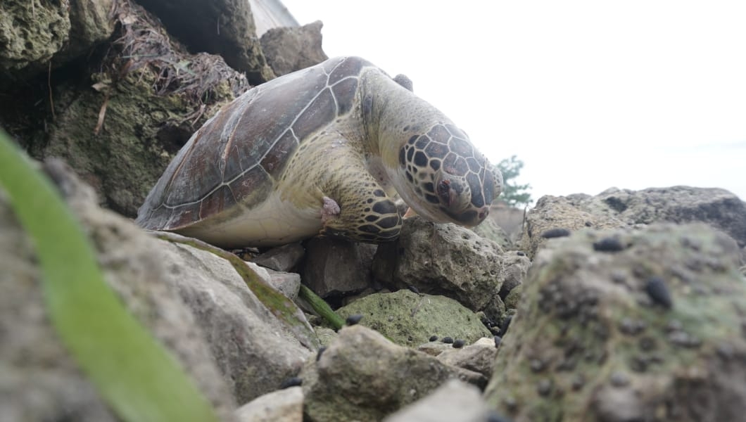 Encuentran muerta a una tortuga Carey en Campeche