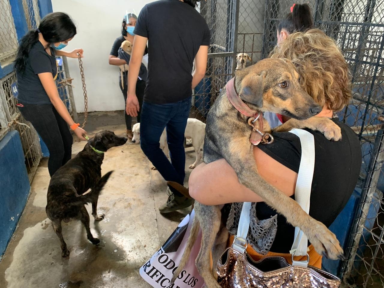 Manifestantes liberan perros del Centro Municipal de Control Animal en Mérida