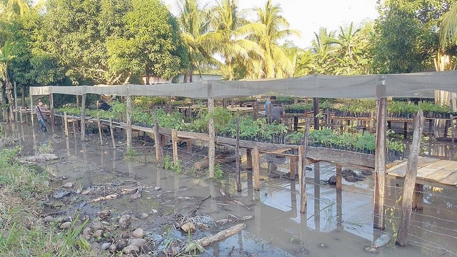 Desborde del río Palizada destruye viveros, deja pérdidas económicas en Campeche