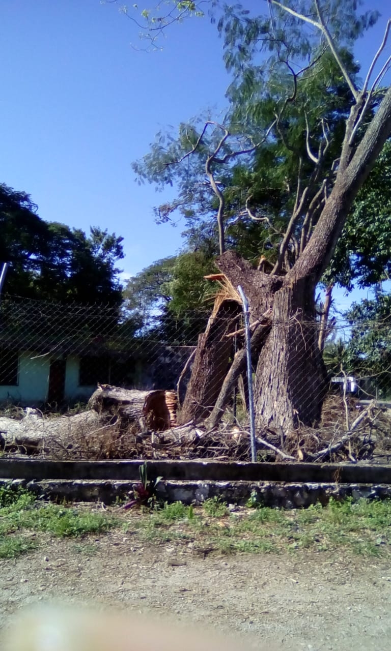 Denuncia tala ilegal de árboles en Hampolol Campeche