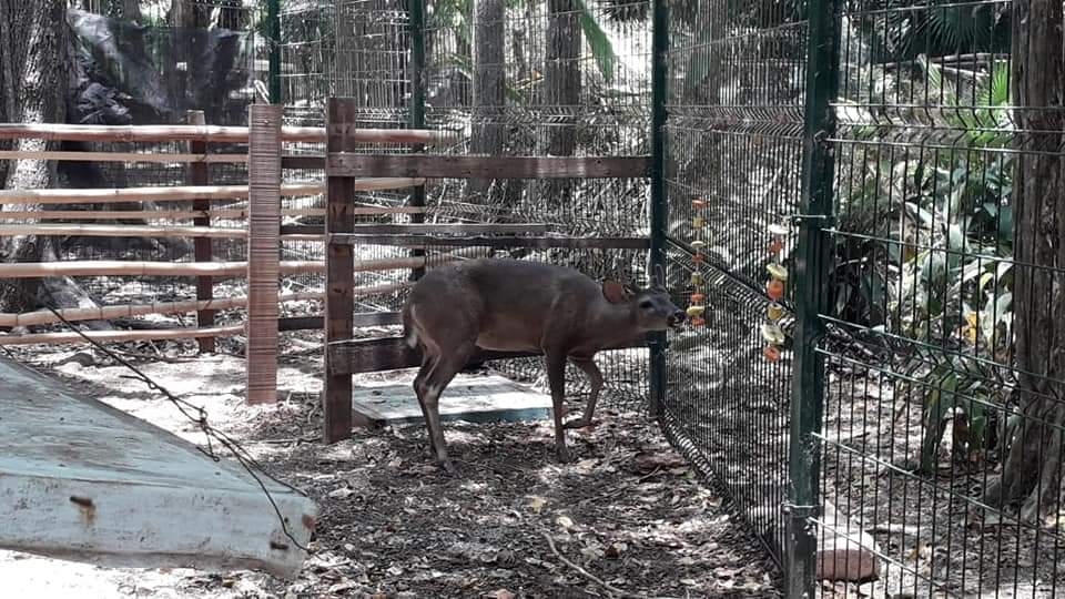 Cierra el Zoológico de Payo Obispo en Chetumal