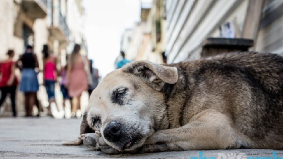 Cinco formas de ayudar a perros abandonados en época de frío