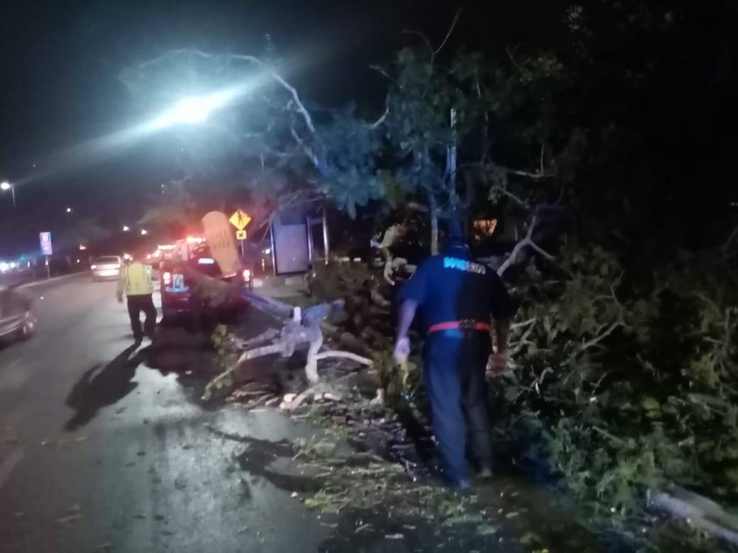 Fuertes vientos tiran árboles en varias zonas de Yucatán