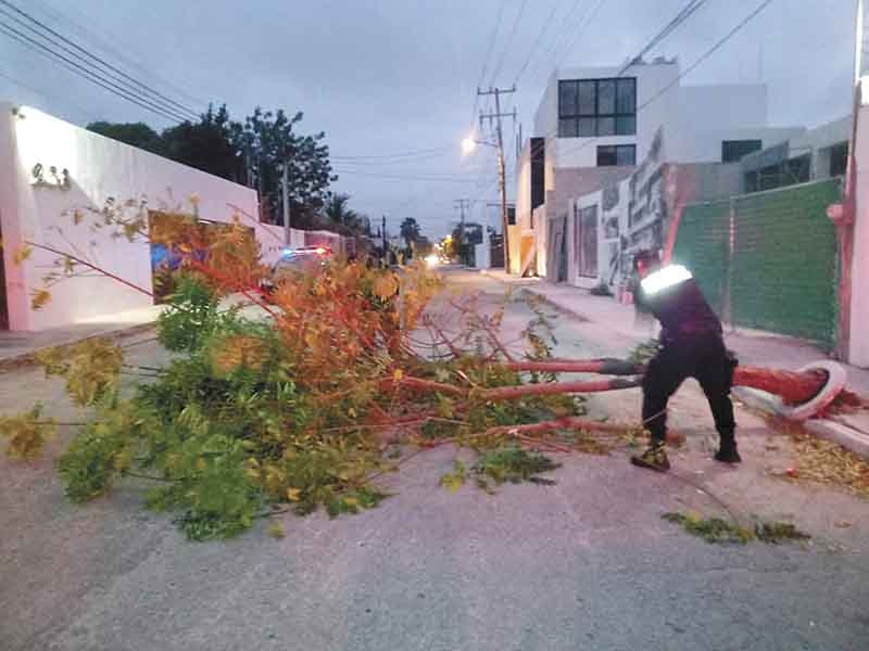 Turbonada en Mérida deja árboles caídos durante la Nochebuena