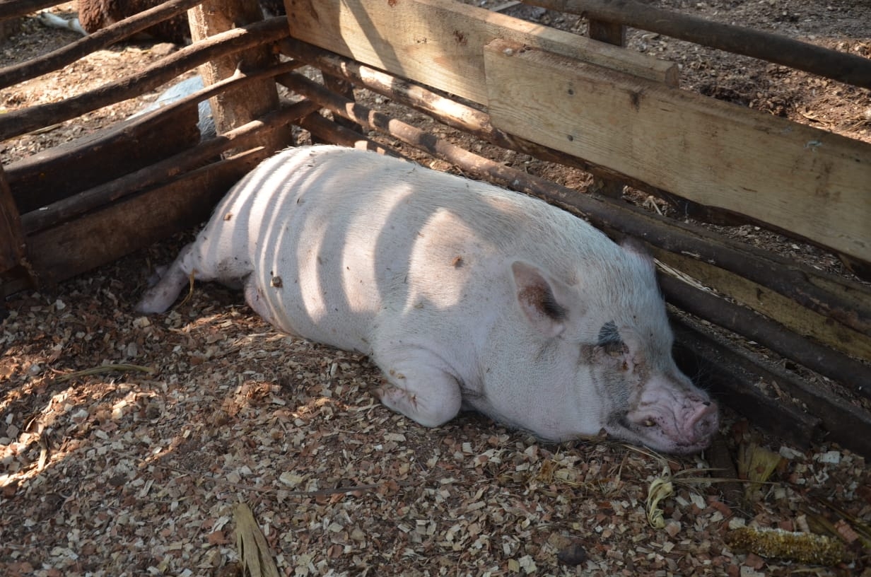 Matanza clandestina de cerdos afecta a carniceros de Ciudad del Carmen