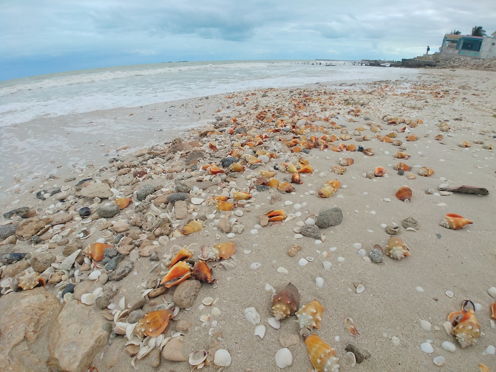 Frío provoca varamiento masivo de caracoles y estrellas de mar en Chelem, Yucatán