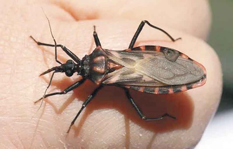 Avanza el combate al Mal de Chagas en Yucatán; buscarán la vacuna en 2021