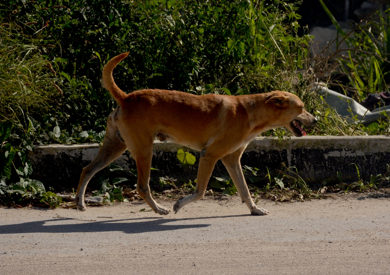 Perros callejeros sin control en Colonia Valle Verde de Cancún
