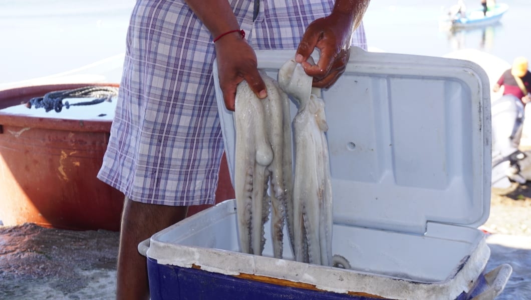 Concluye ampliación para pesca del pulpo en Campeche
