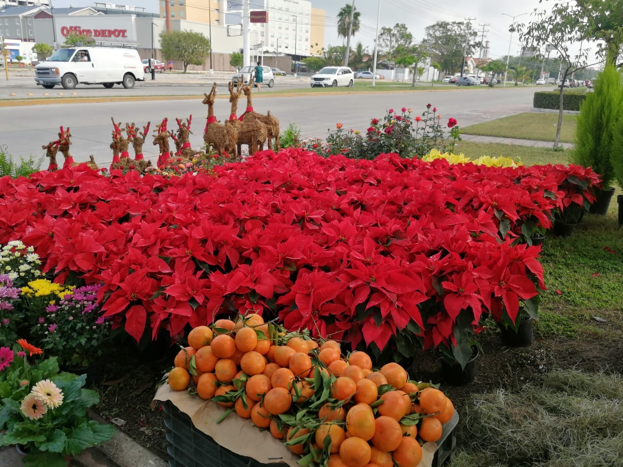 Inicia la temporada de la tradicional flor de Nochebuena en Ciudad del Carmen