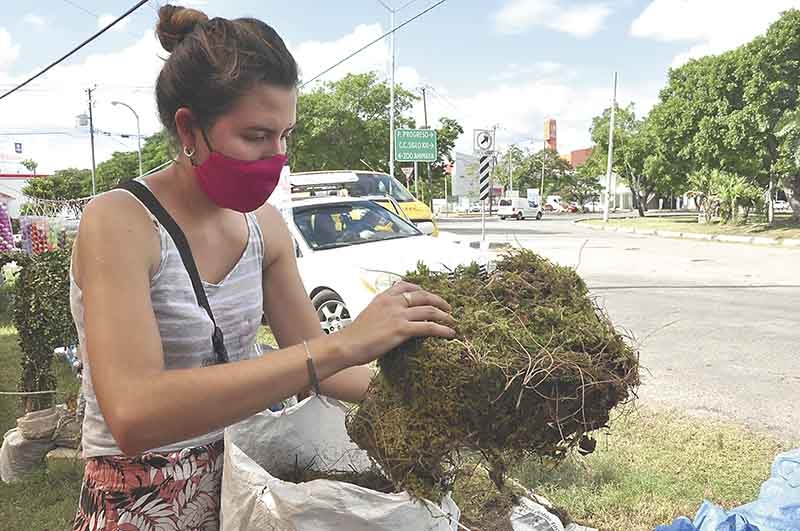 Prohíben venta de heno y musgo en Mérida, esta es la razón