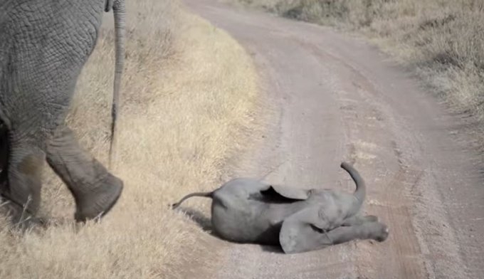 Berrinche de un elefante bebé se vuelve viral: Video