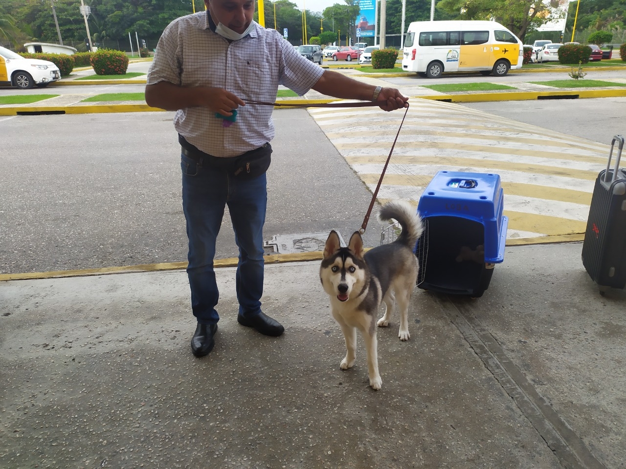 Loba, la perrita que hará su primer viaje en avión desde Ciudad del Carmen