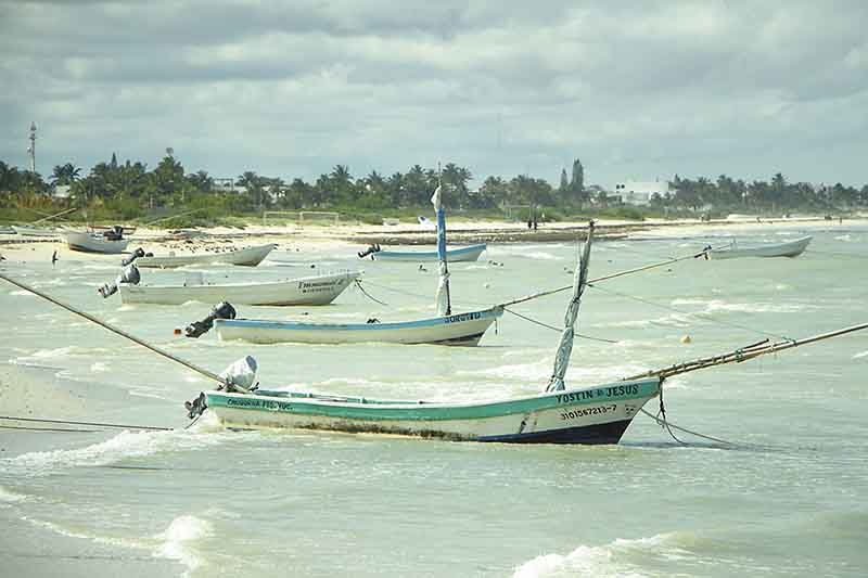 Pescadores en contra de alargar temporada de pulpo en Yucatán
