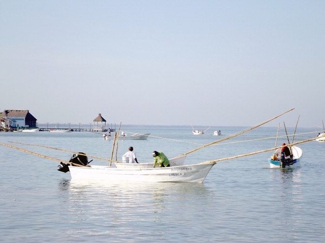 Pescadores se enfrenta por extensión de la temporada de pulpo en Campeche