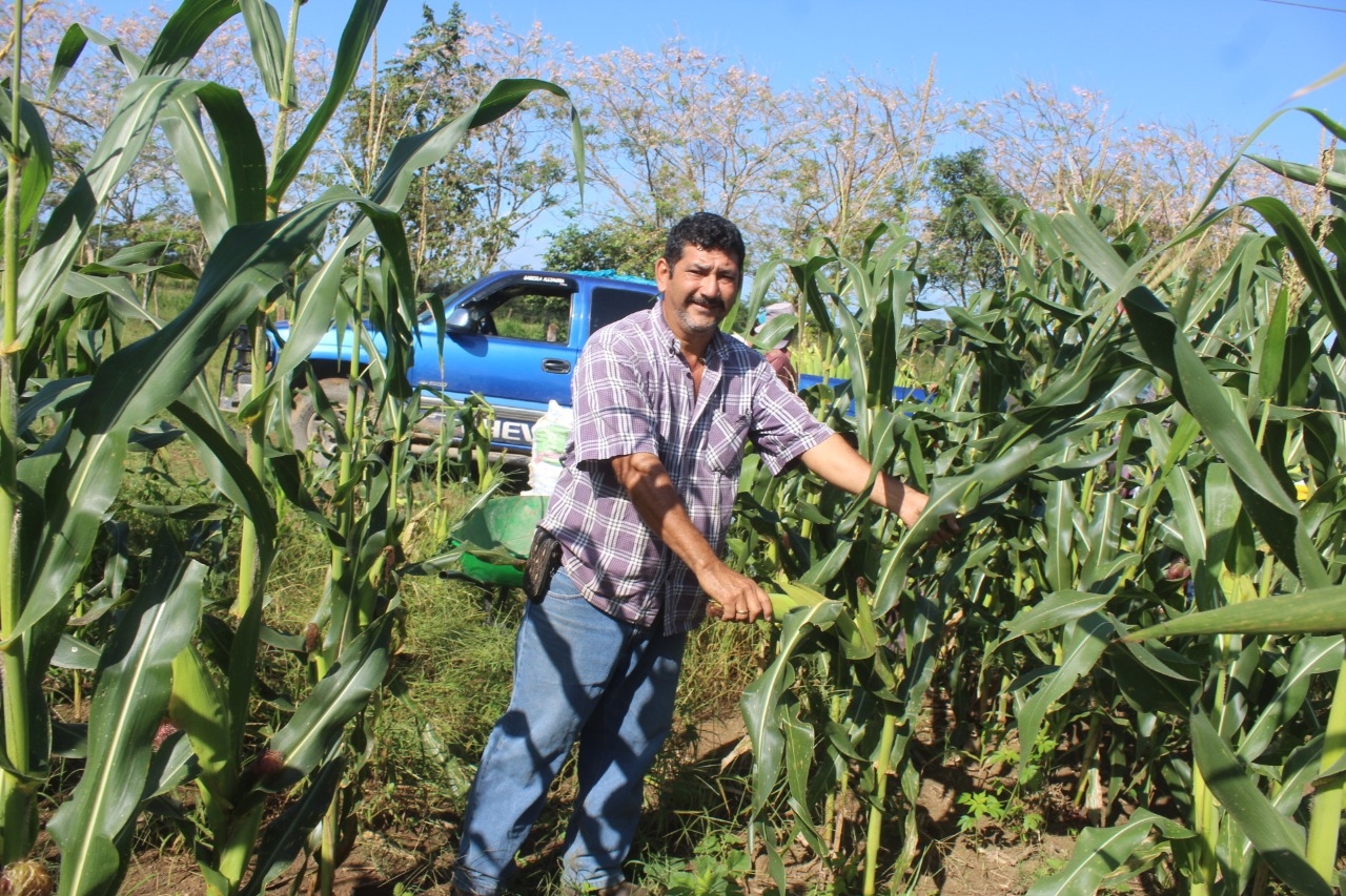 Productores de caña optan por sembrar maíz elotero