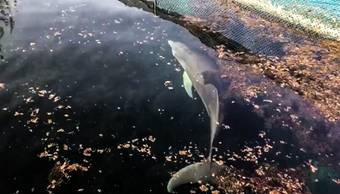 Ambientalistas exigen investigación a Dolphin Discovery en Puerto Aventuras