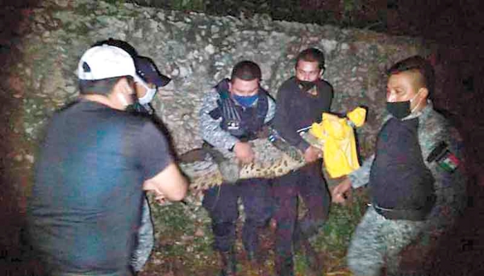 Autoridades capturan a un cocodrilo en Tekax