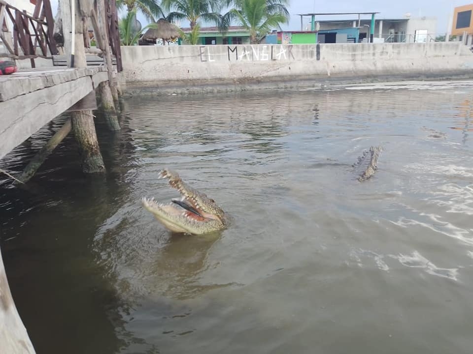 Enorme cocodrilo se pasea en Río Lagartos